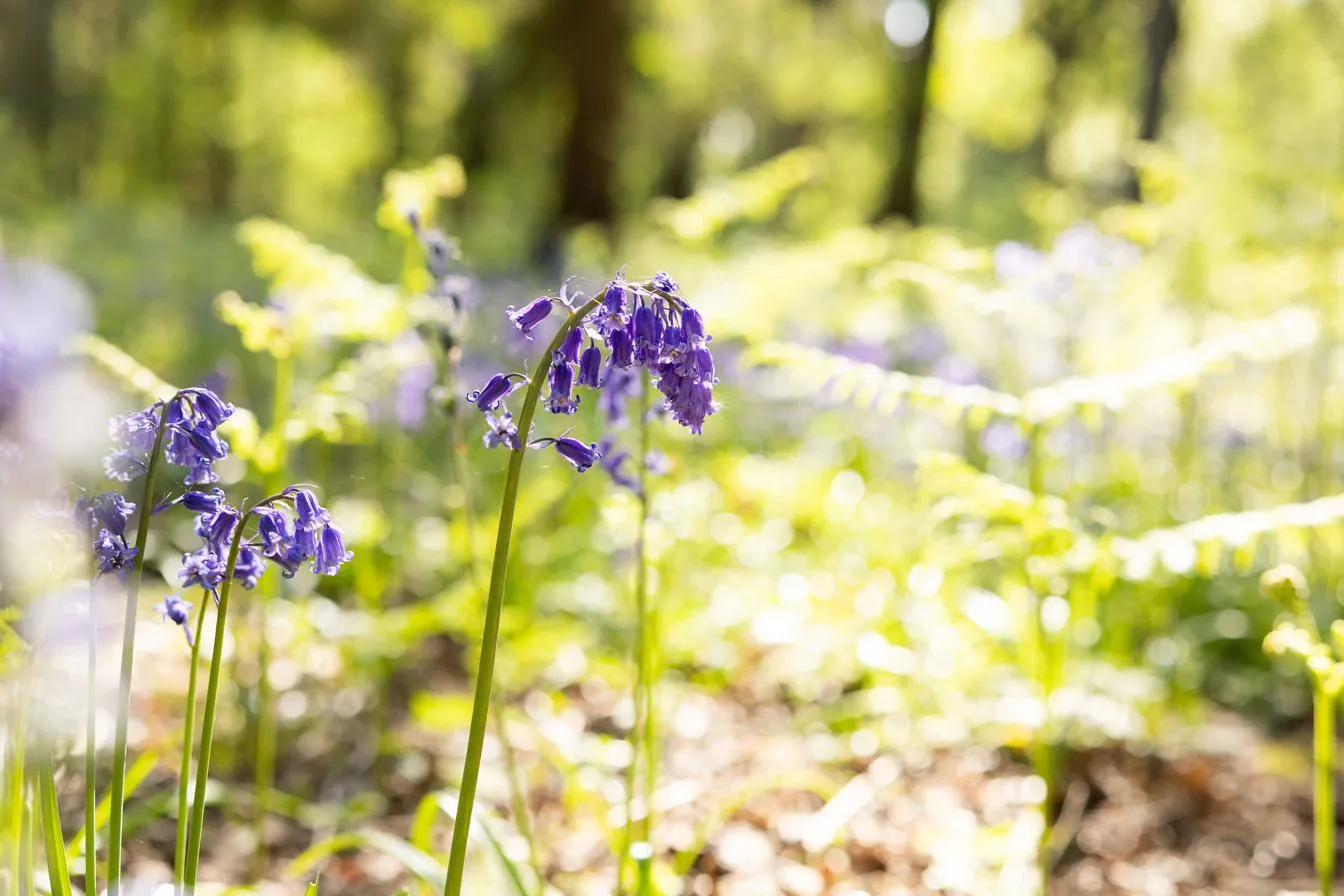 Native bluebells in flower on a sunlit woodland floor, an ancient woodland indicator species.