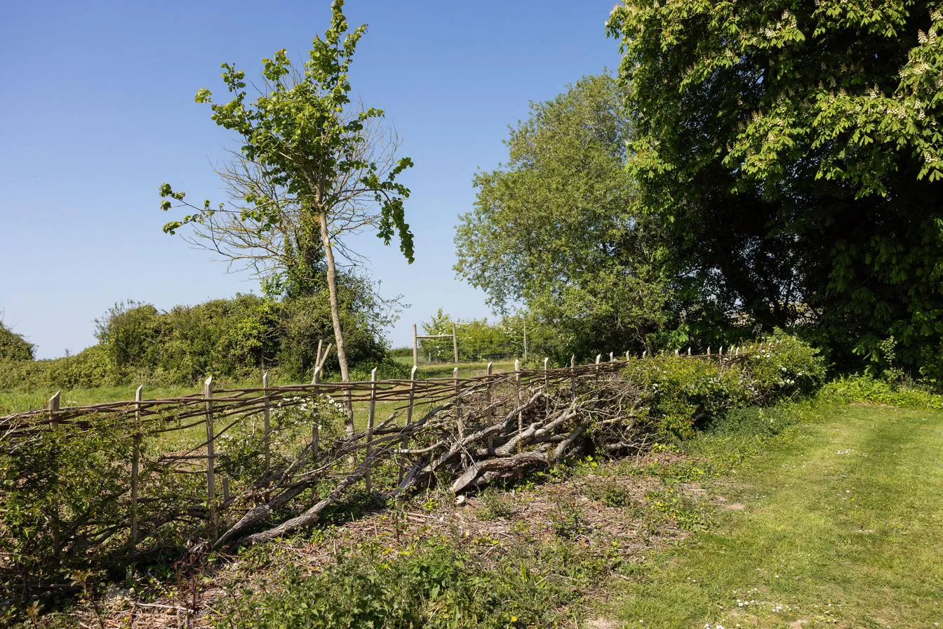 A freshly laid hedge running away along a field boundary, stakes and pleached stems visible.