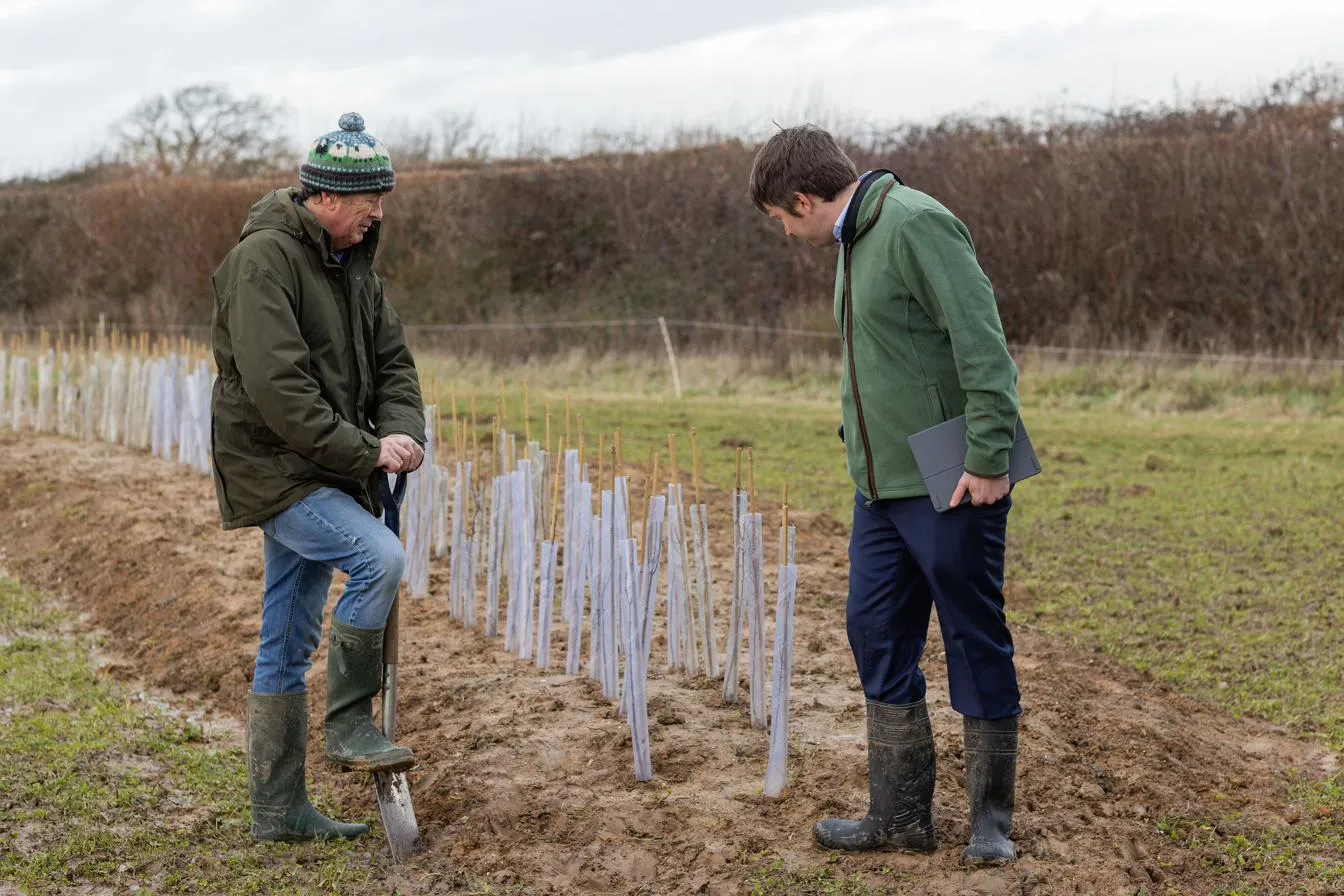 Two people inspecting a newly planted line of young trees in protective guards on bare ground.