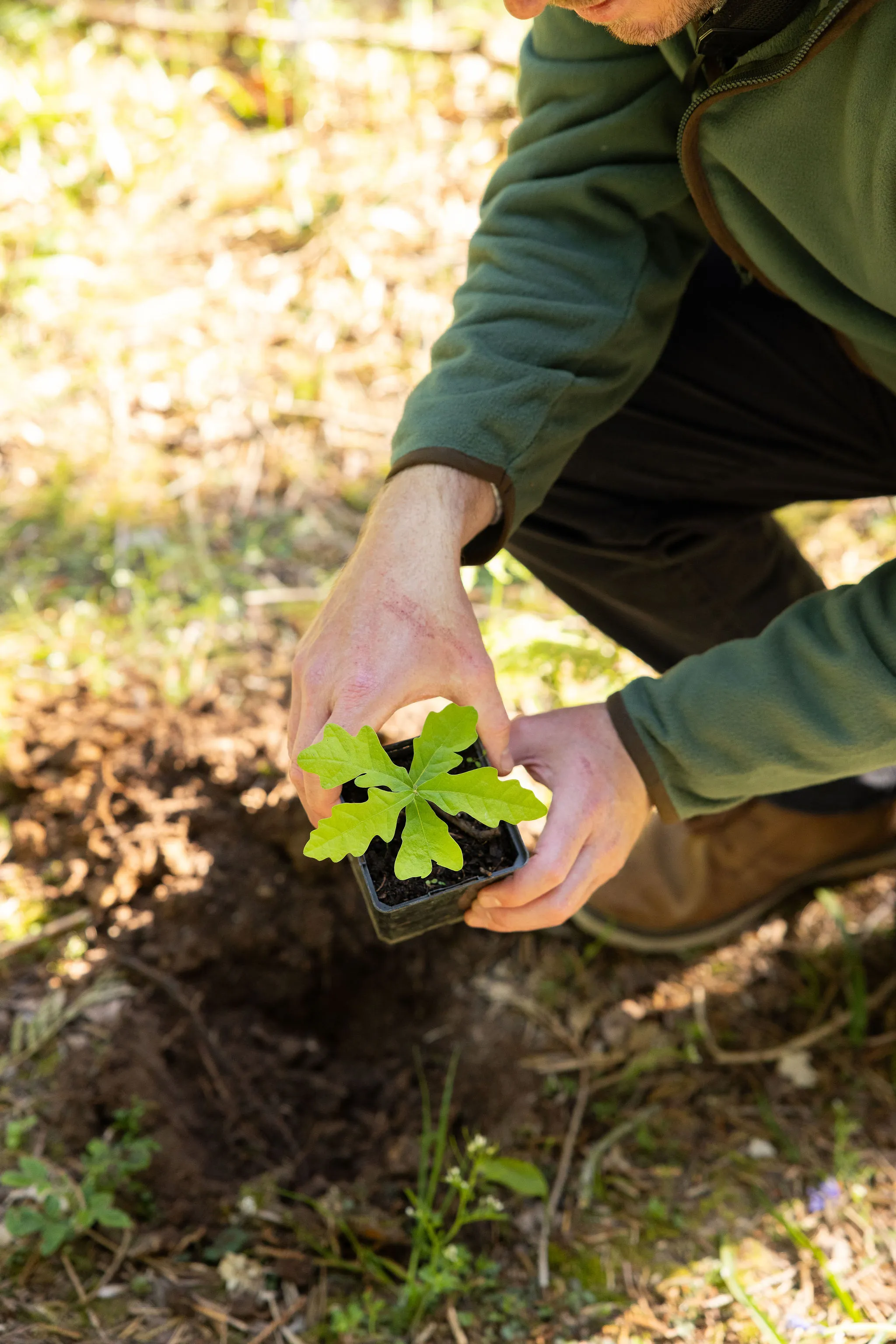 Hands holding a young oak sapling in a pot over a freshly dug planting hole.