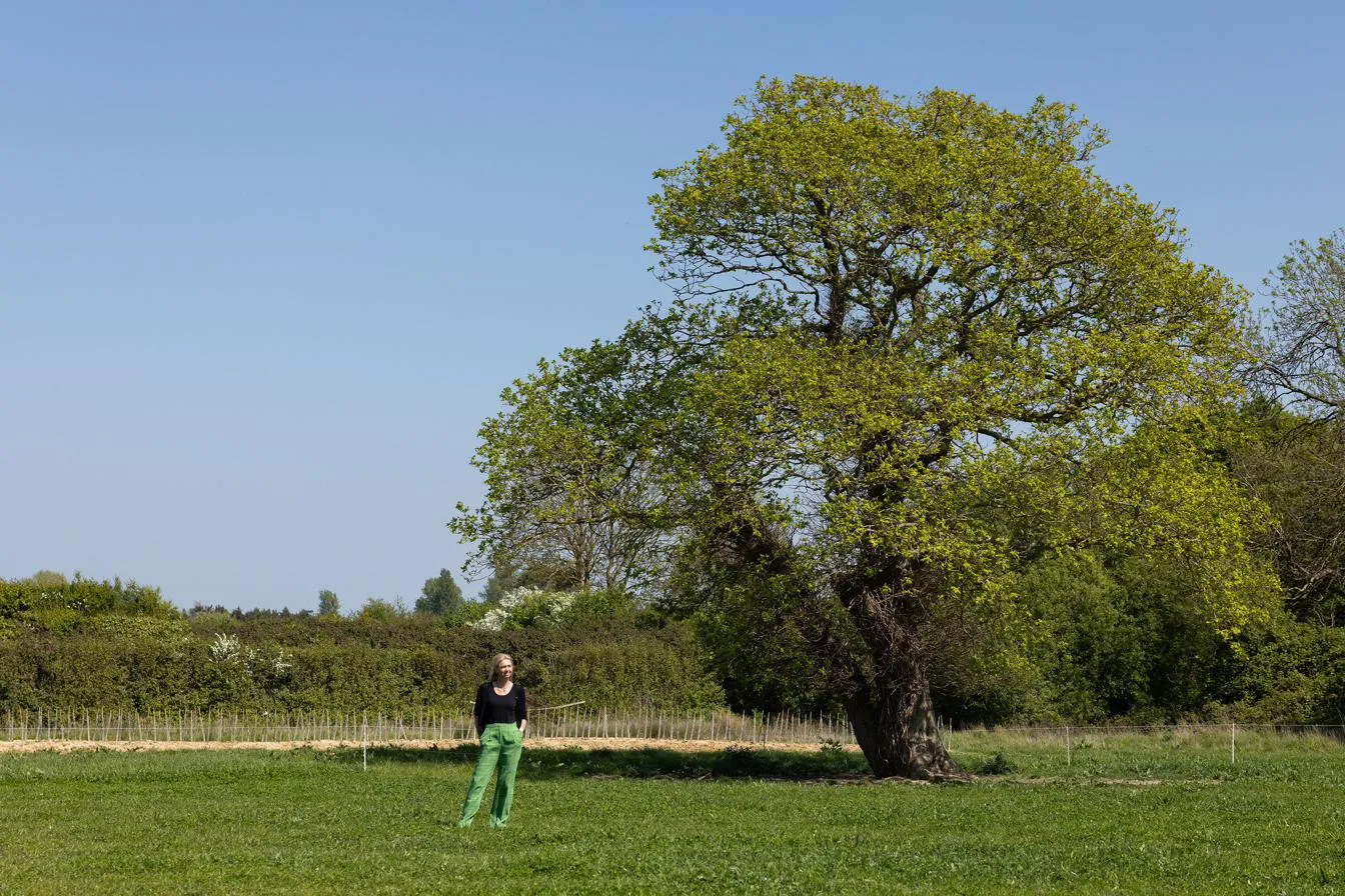 A veteran oak in full leaf beside a newly planted line of young trees in guards, with a person standing in the field for scale.