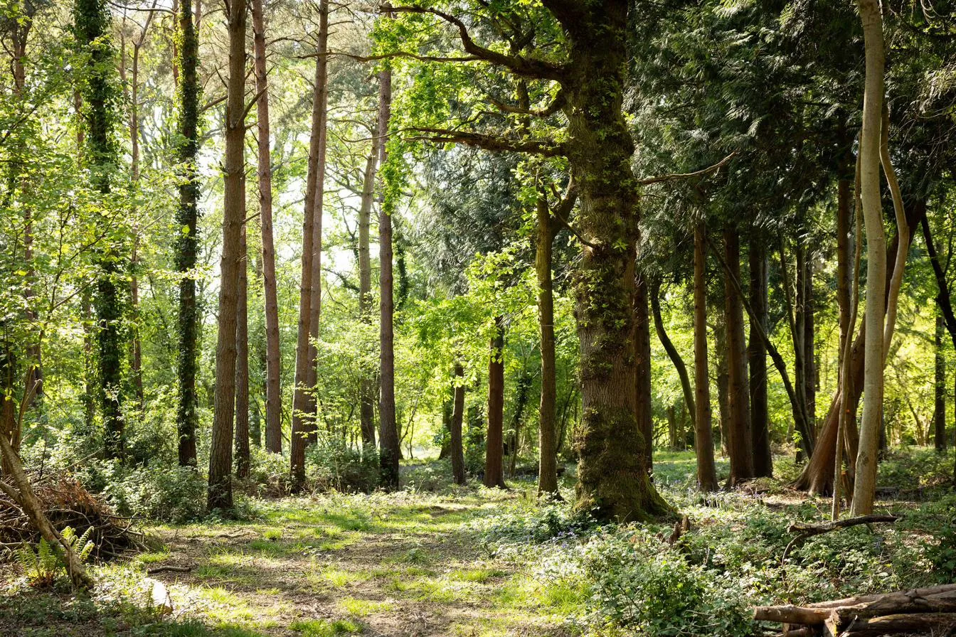 Sunlight falling through mixed woodland onto a broad mossy oak and a bluebell-scattered floor.
